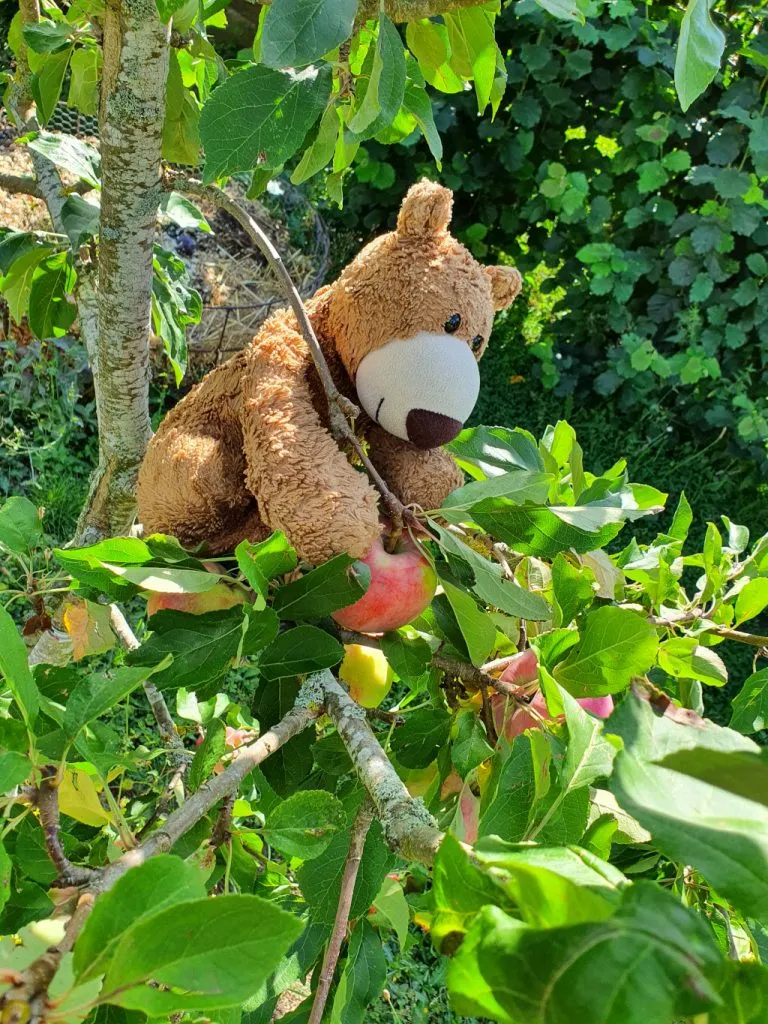 Der Bär klettert im Baum herum und findet Äpfel.