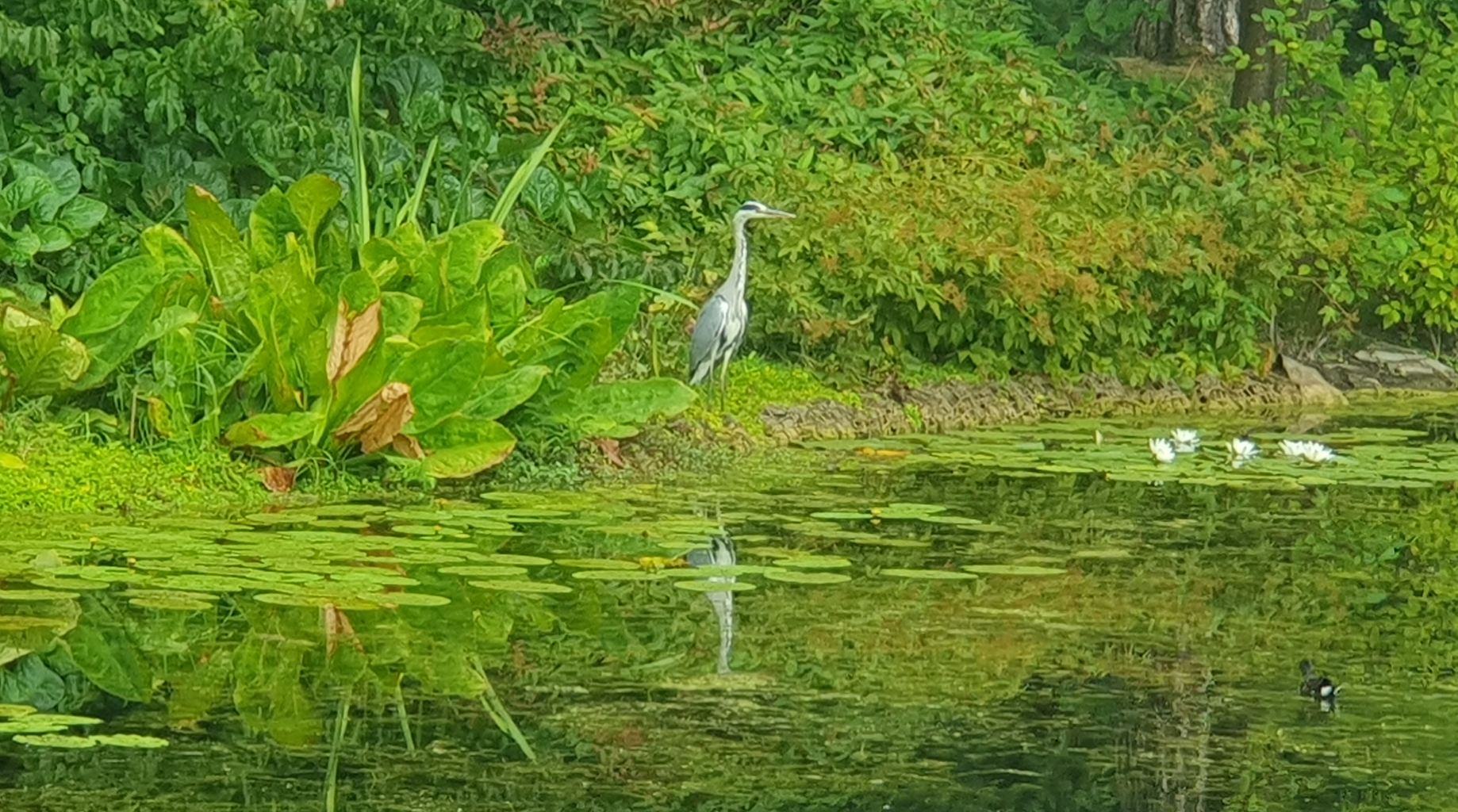 Wir haben einen großen Vogel getroffen!