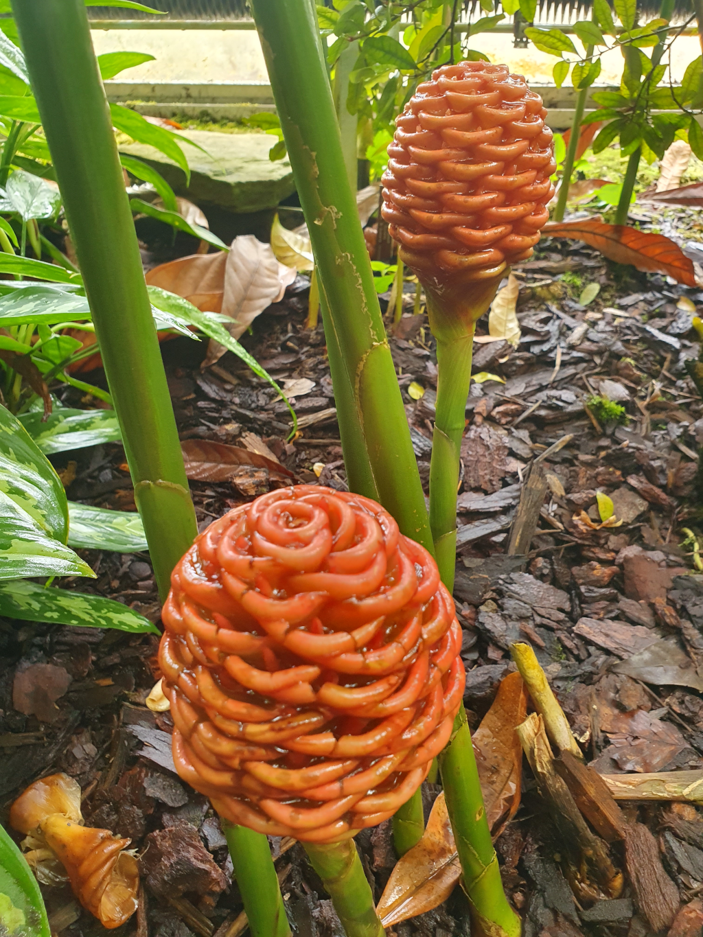 Wirklich seltsame Pflanzen. Sie sind orange und sehen etwas glitschig aus.