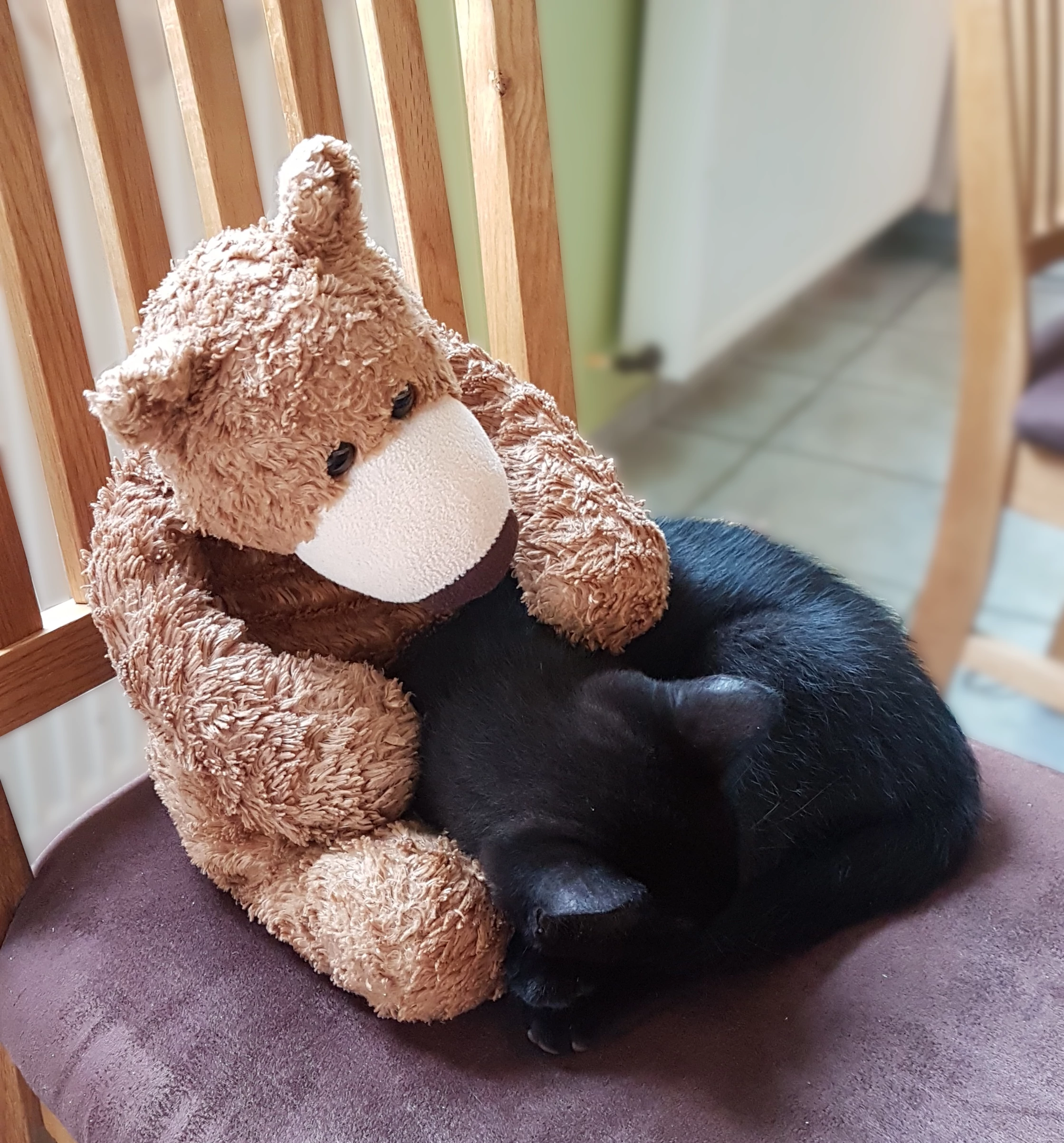 Der kleine Bär sitzt auf einem Stuhl mit einer Katze im Arm und streichelt sie. Die Katze schläft.