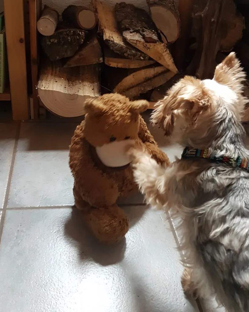 Der Bär kriegt von einem kleinen Hund eins auf die Nase!